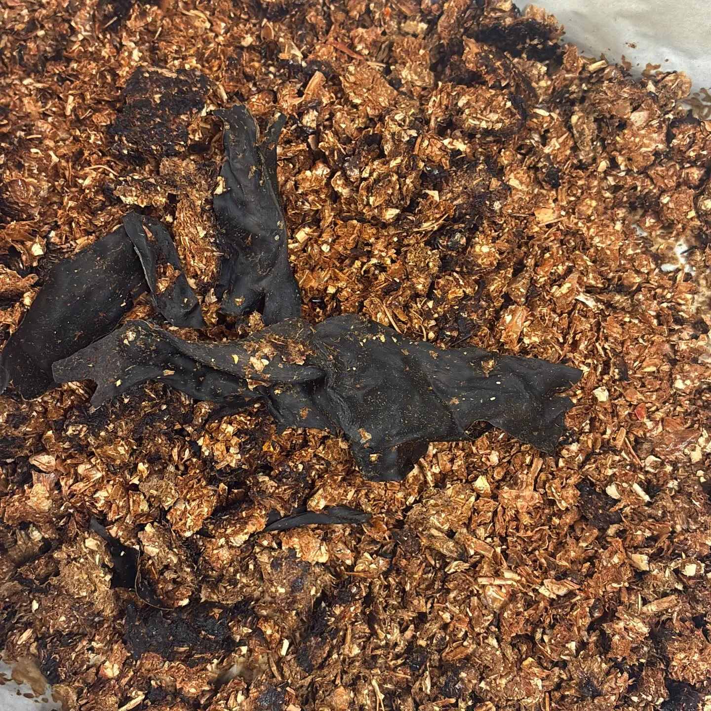 本日はご来店いただき有難うございました。